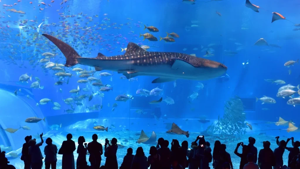 美ら海水族館