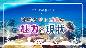 沖縄のサンゴ礁