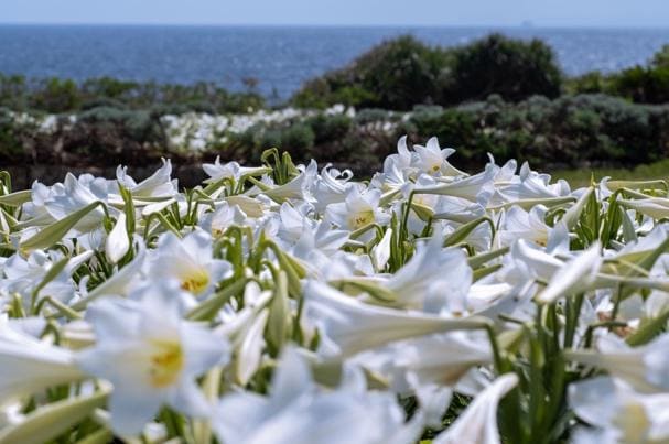 伊江島ゆり祭り(4月〜5月)