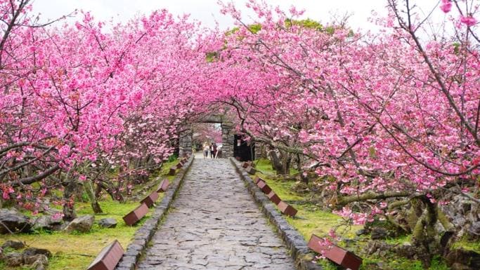 名護さくら桜まつり(1月)
