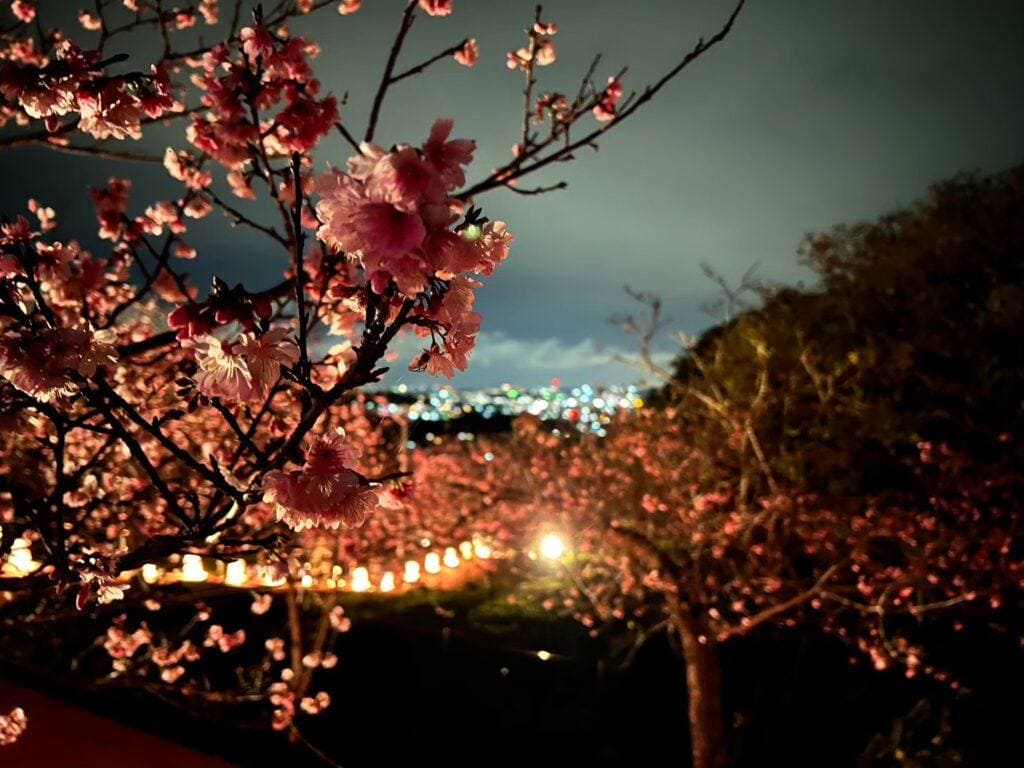やえせ桜まつり(1月〜2月)