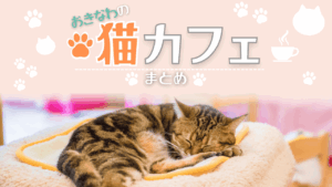 【2026年版】沖縄の猫カフェを地域別にまとめて紹介！自分の推し猫を見つけよう！