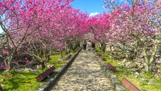 名護城公園の桜
