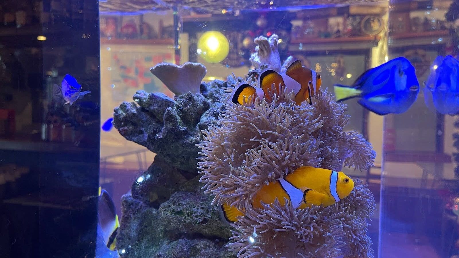 ホライズン カレーワークスのお魚
