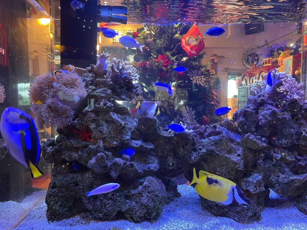 ホライズン カレーワークス水槽