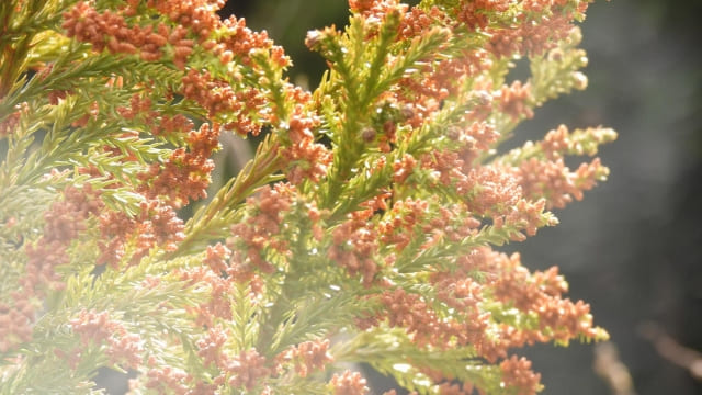 花粉が飛んでいる木