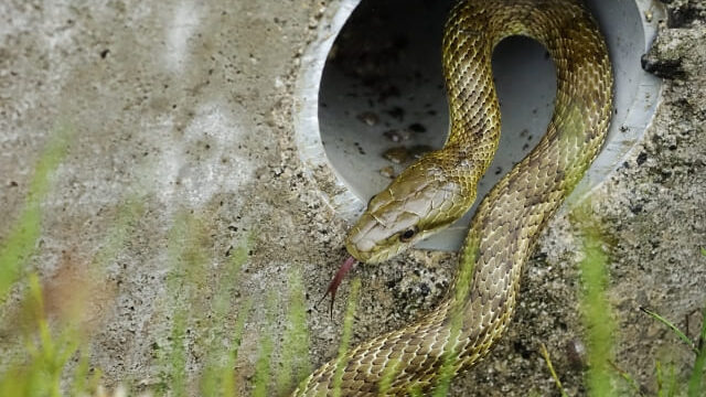 下水管からでてきたハブ