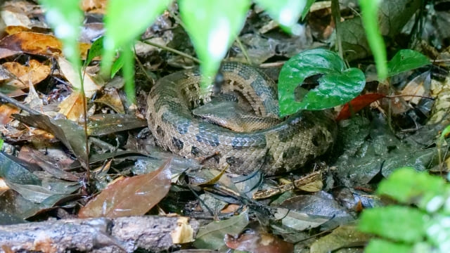 身近に人むハブ
