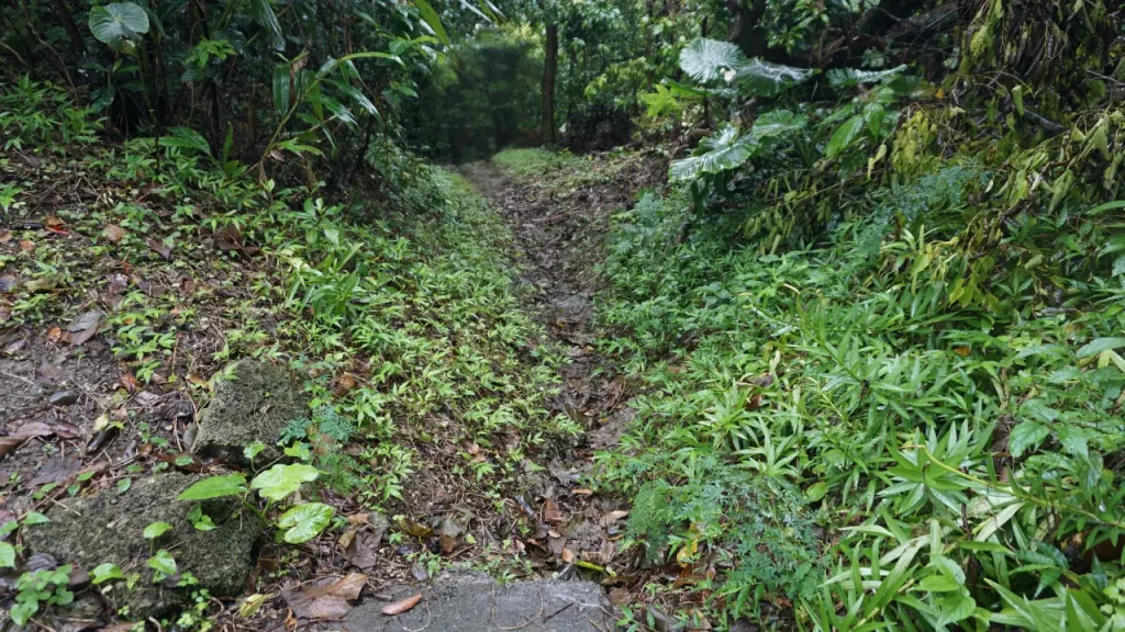 鬱蒼としている飯上げの道