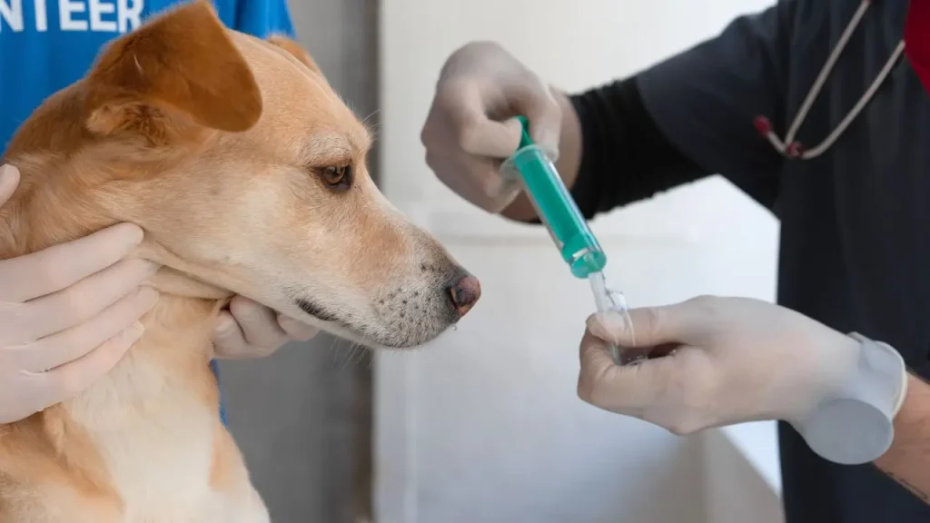 病院で治療を受ける犬