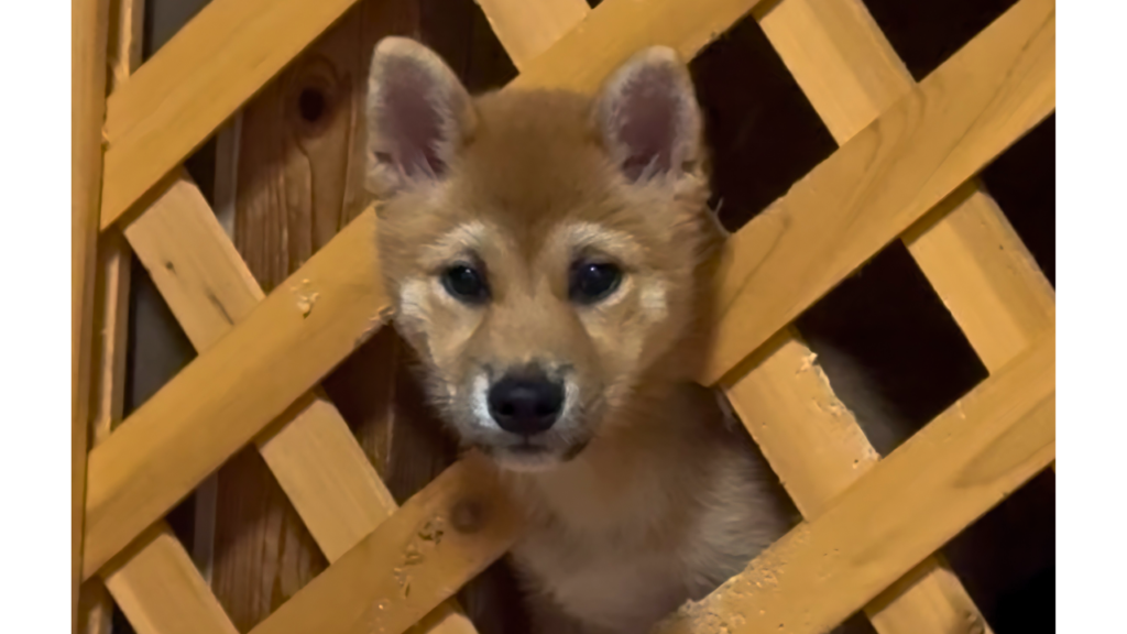 ケージを破壊した犬