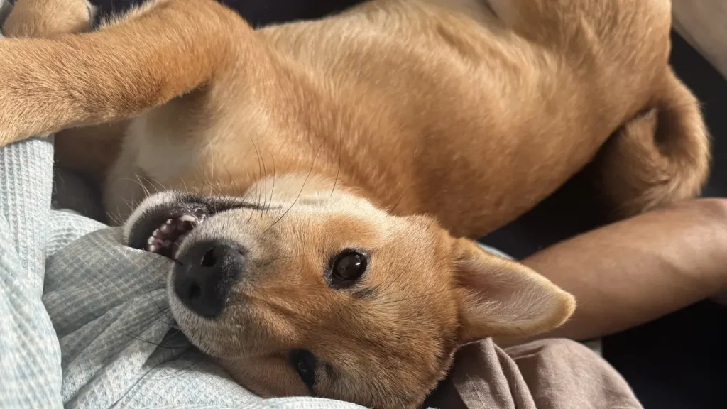 おうちでくつろぐ犬