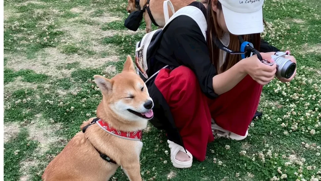 おでかけがうれしい犬