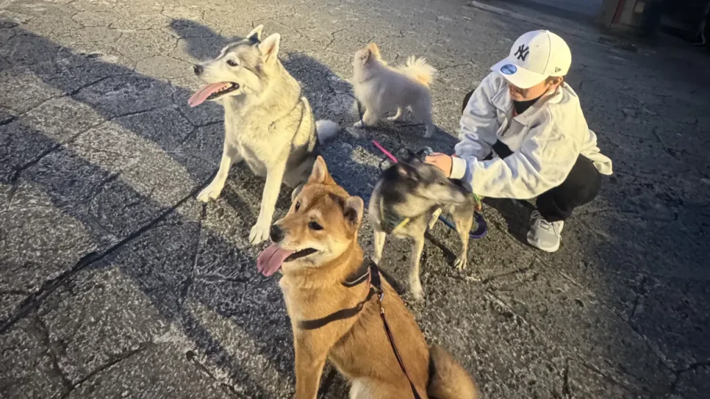 みんなで夜のお散歩に行く犬