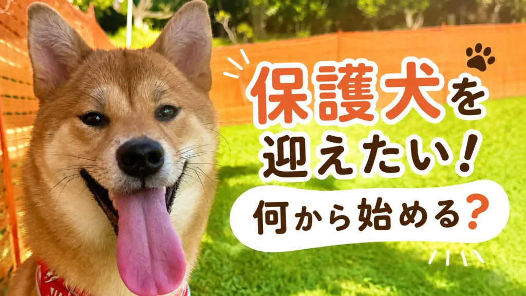 保護犬を迎えるためのステップ紹介