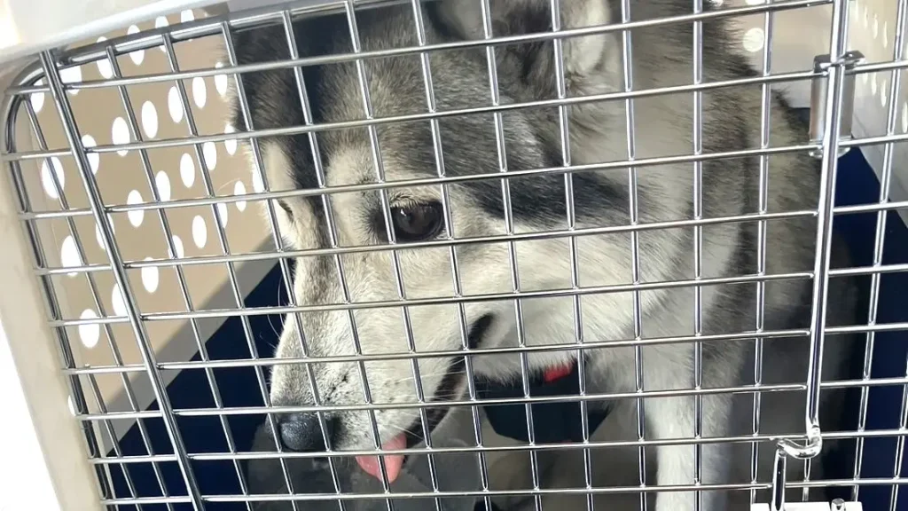 クレートにはいる犬