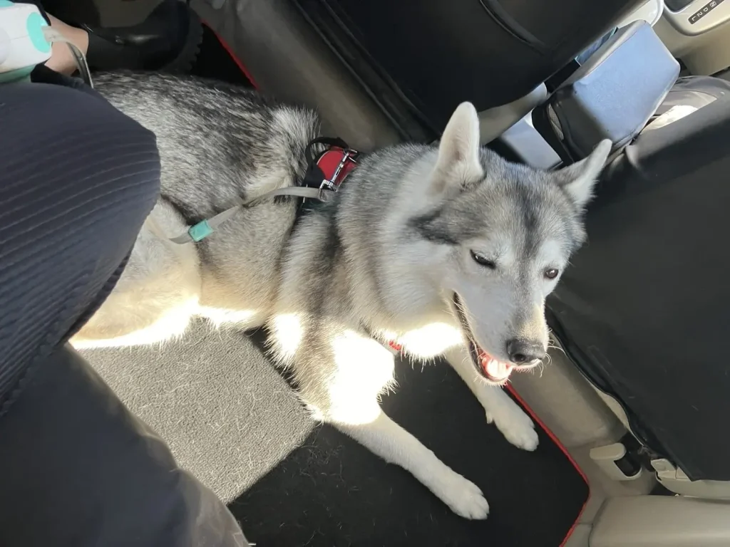 飛行機をおりてほっとする犬