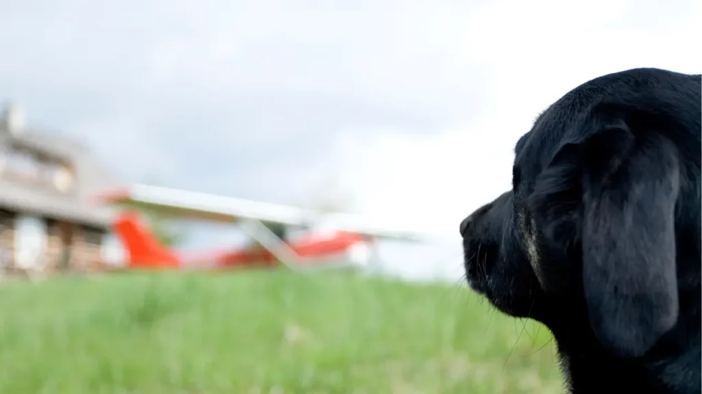 飛行機を見つめる犬