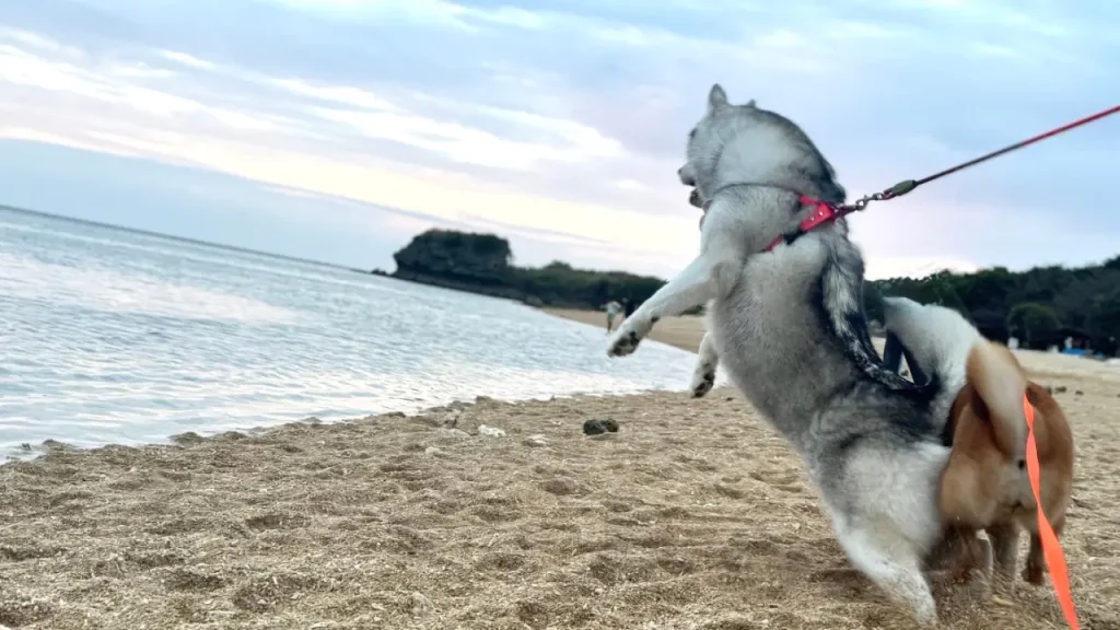 海ではしゃぐ犬