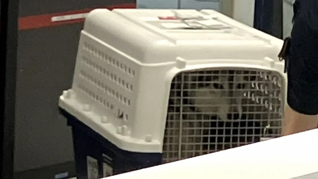 クレートで運ばれる犬