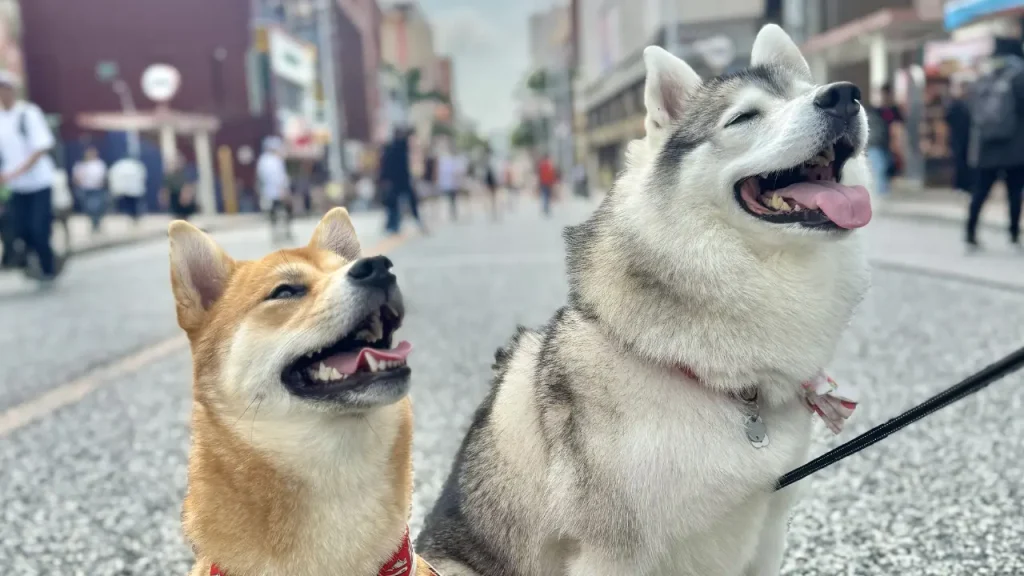 笑顔の犬
