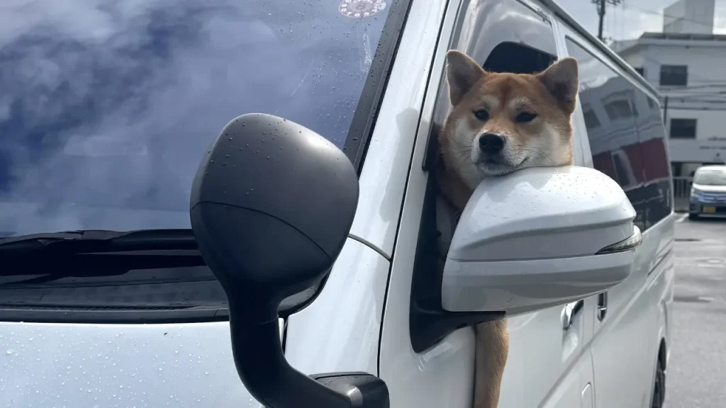 車に乗る犬
