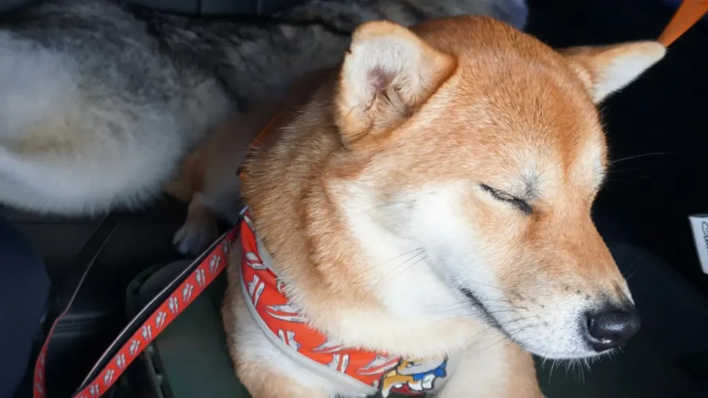おつかれの犬