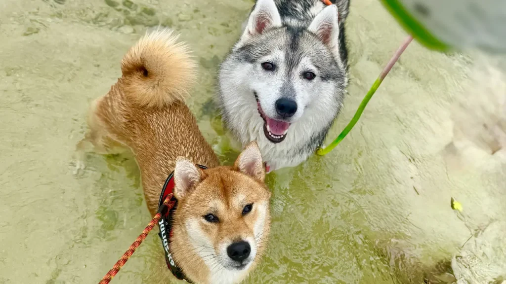 笑顔で写る2匹の犬