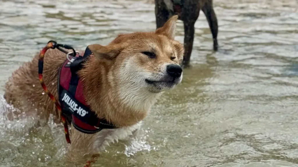 ウッパマビーチで遊ぶ犬
