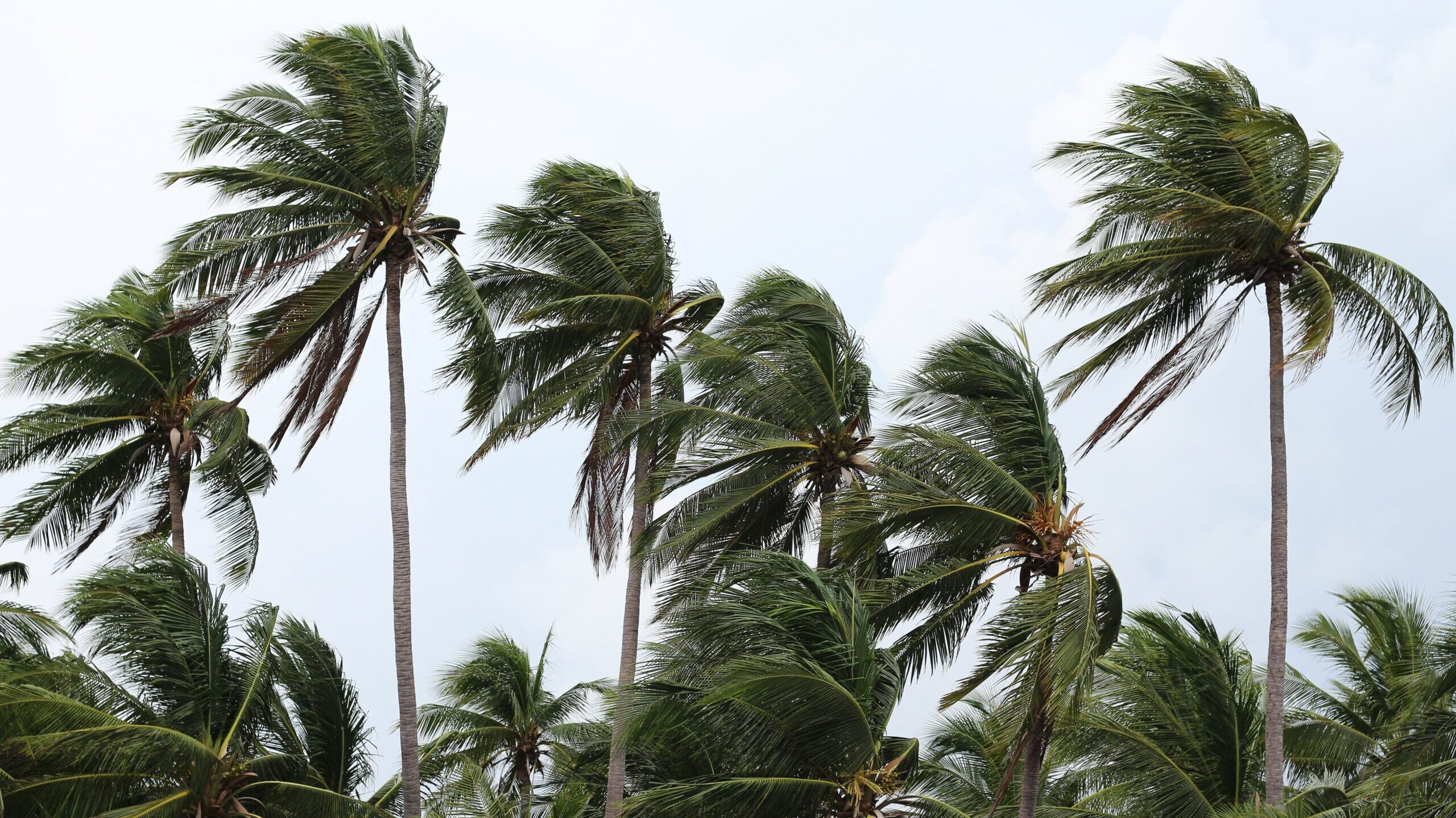 沖縄 台風