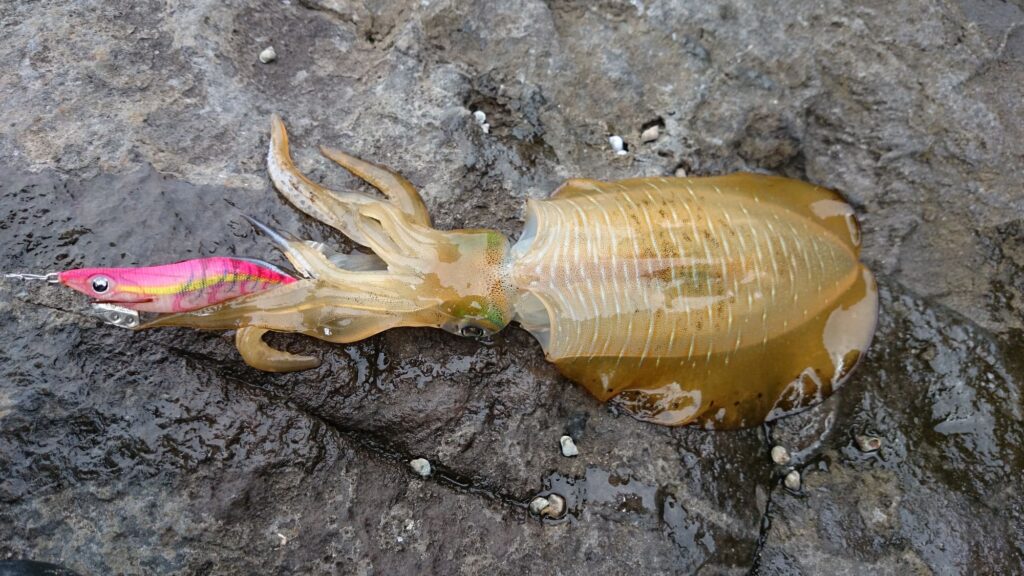 エギングで釣れたイカ