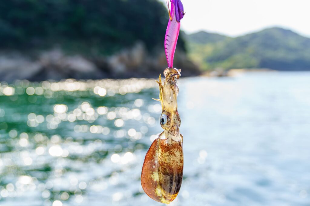 イカ釣り