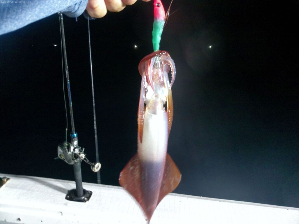 夜に船釣りでイカが釣れた様子