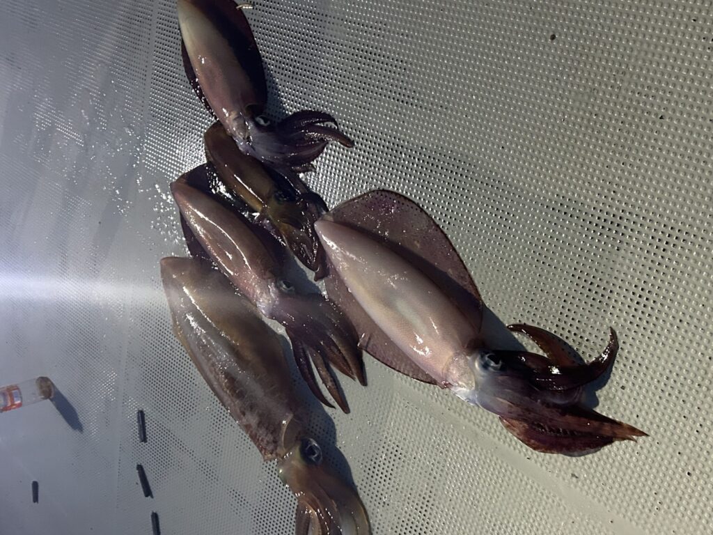 沖縄の船釣りで五匹のイカが釣れた様子