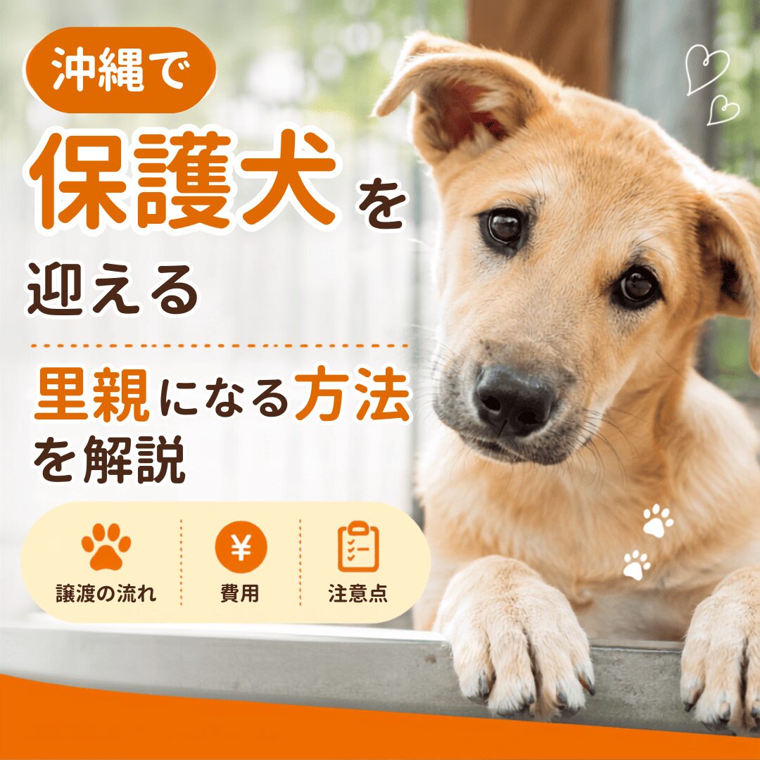 沖縄で保護犬を迎えるには？県民も移住者も知りたい譲渡のステップ