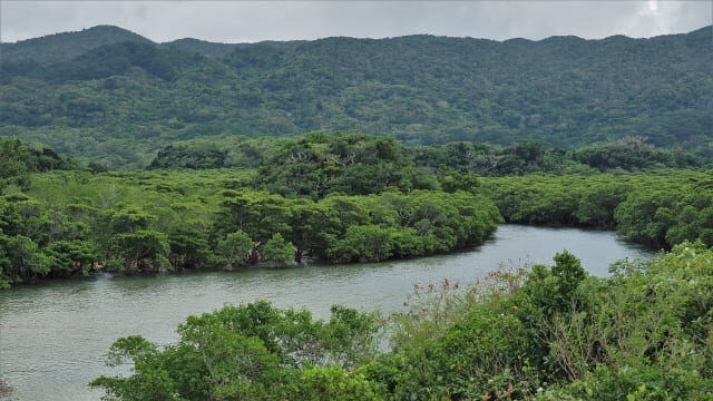 吹通川(石垣島)