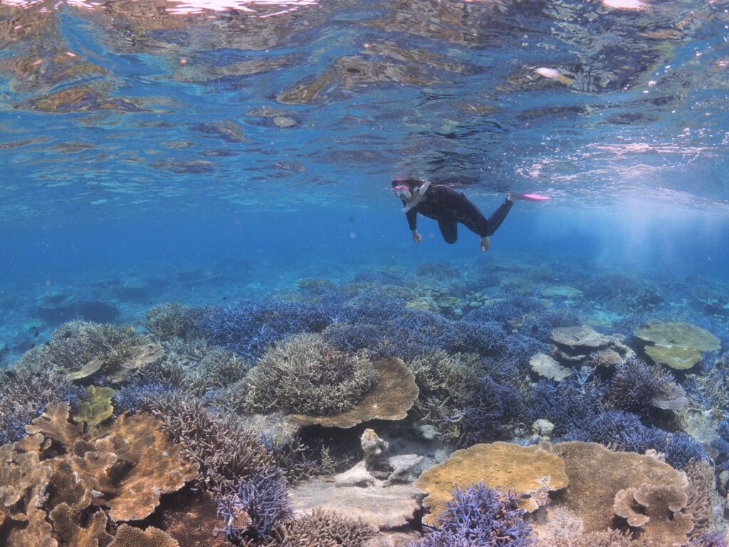 石垣島の浅瀬に広がるサンゴ礁と素潜りする女性