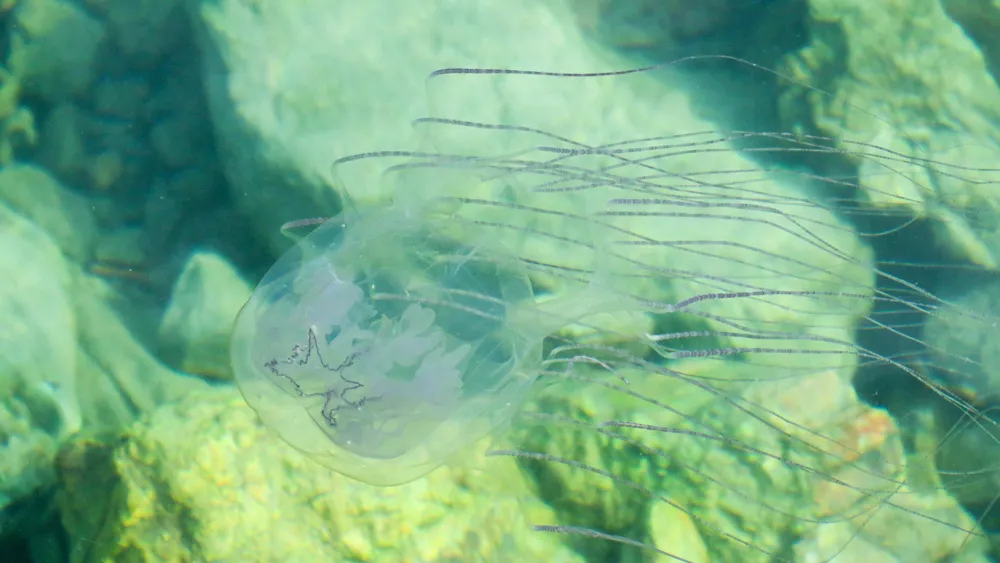 沖縄のハブクラゲ