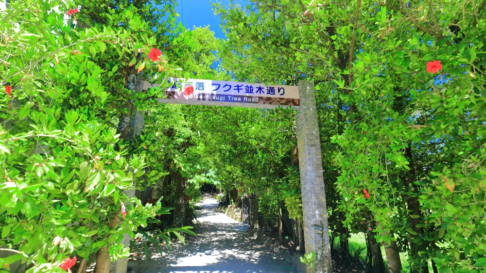 備瀬のフクギ並木
