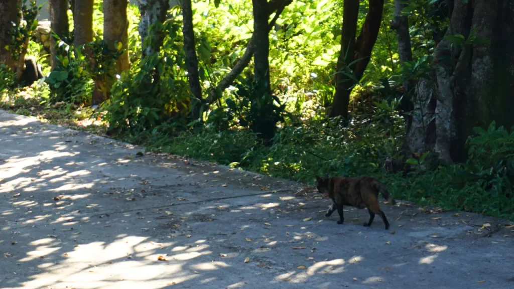 久高島の集落内をのんびり歩く猫