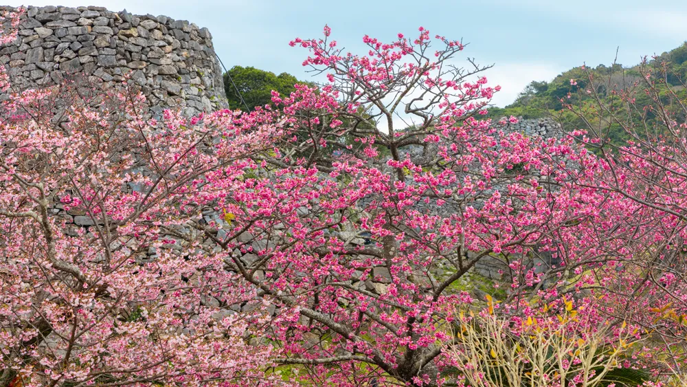 今帰仁グスク桜まつり