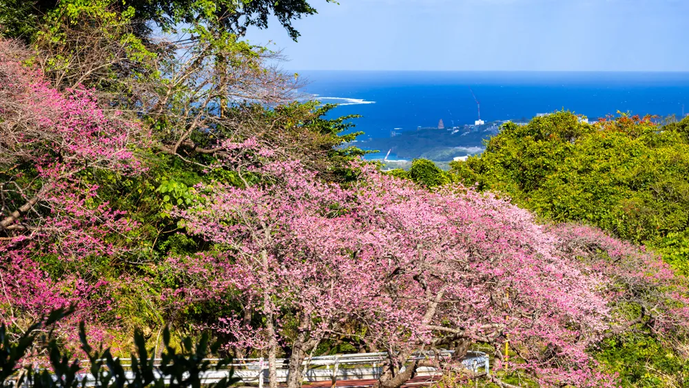 もとぶ八重岳桜まつり