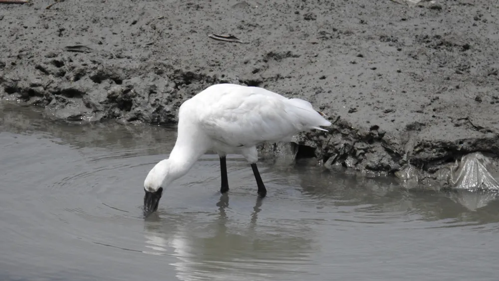 漫湖水鳥・湿地センター